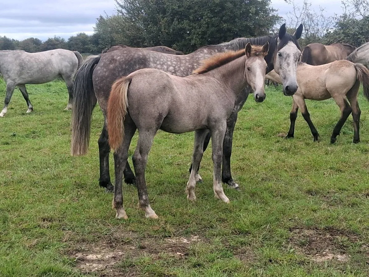 Draught foals - Image 1