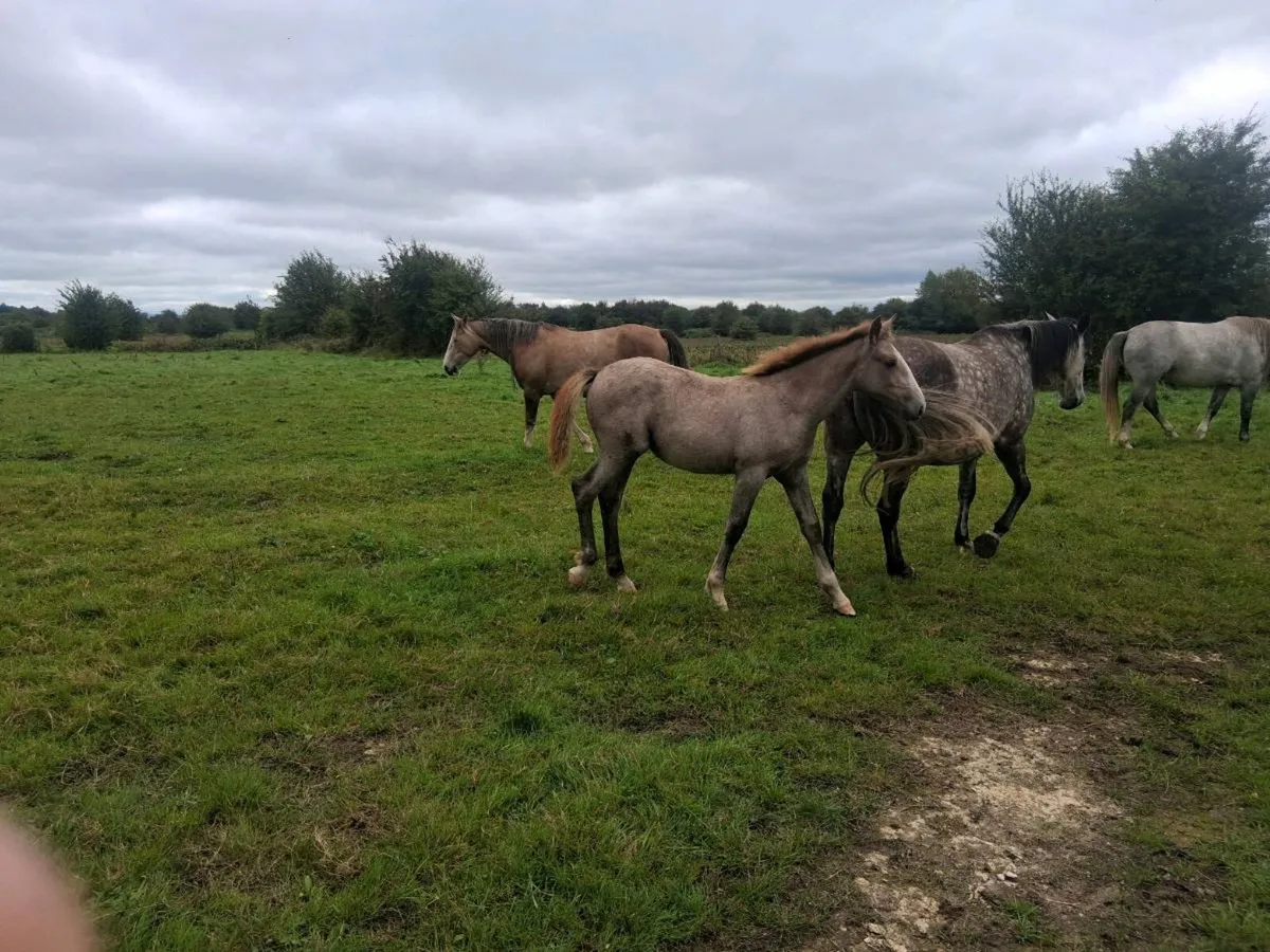 Draught foals - Image 2
