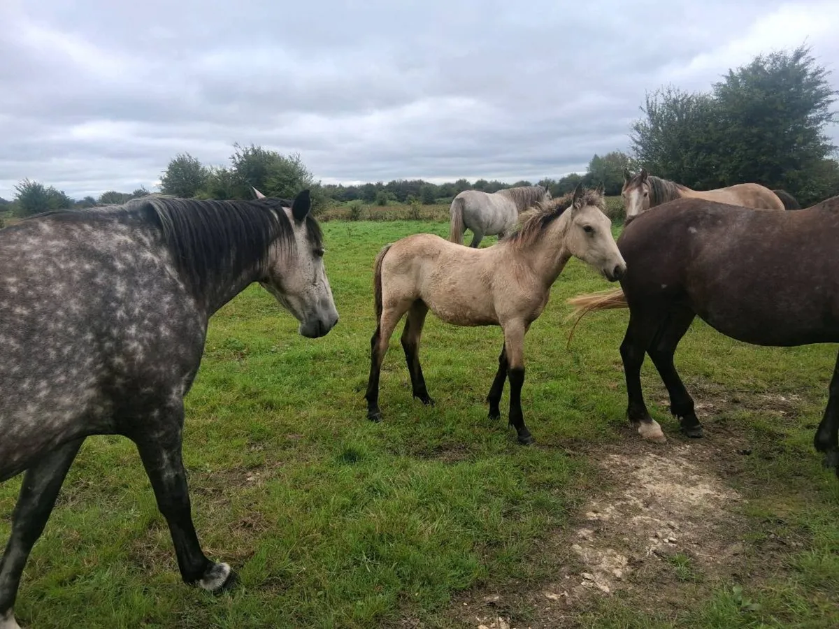 Draught foals - Image 3