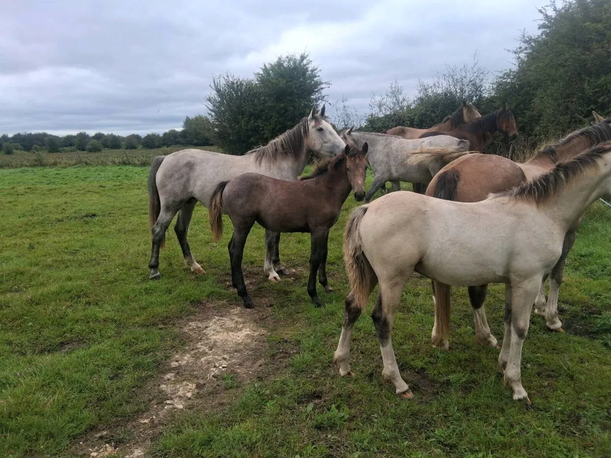 Draught foals - Image 4