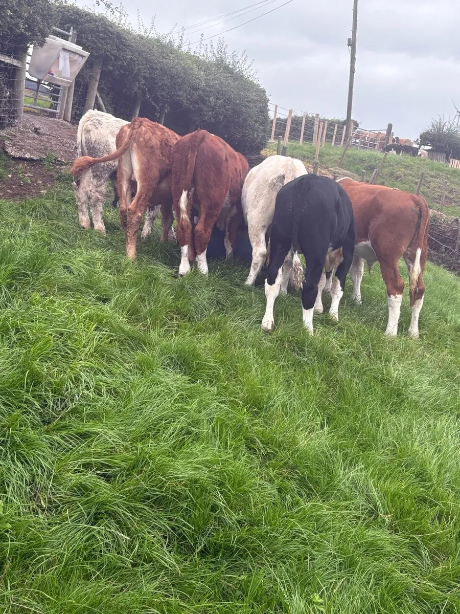 6 smashing reared lumps - Image 1