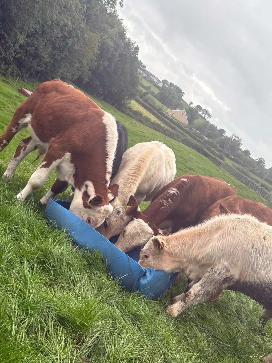 6 smashing reared lumps - Image 2