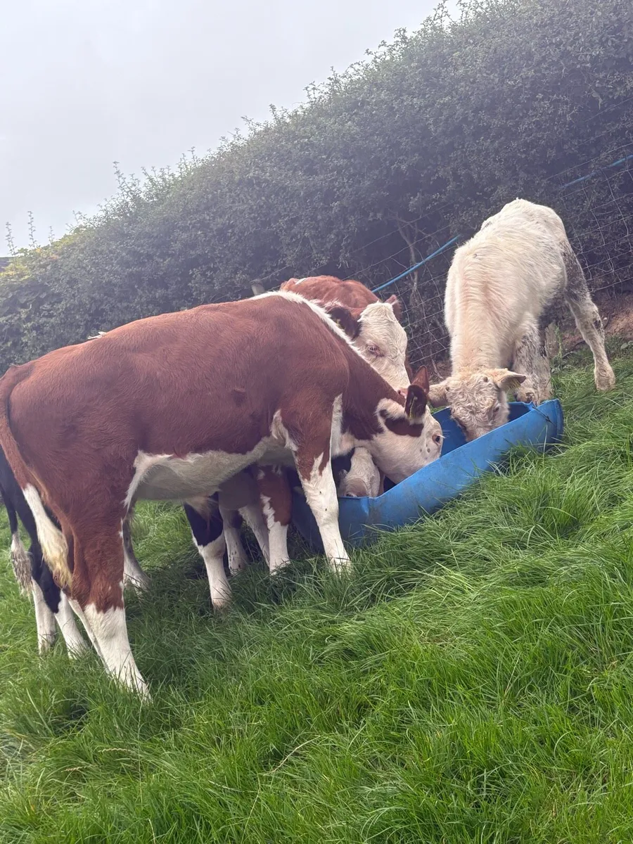 6 smashing reared lumps - Image 3