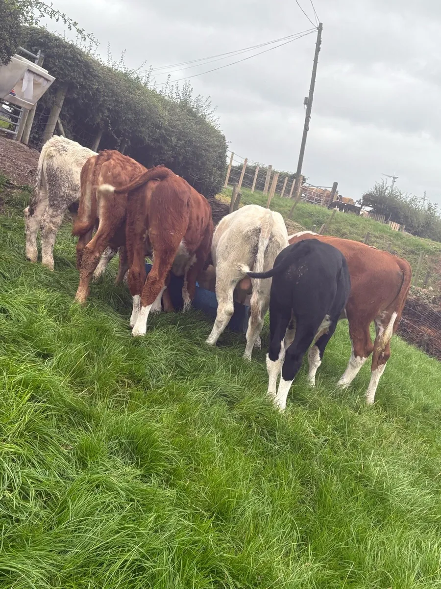 6 smashing reared lumps - Image 4