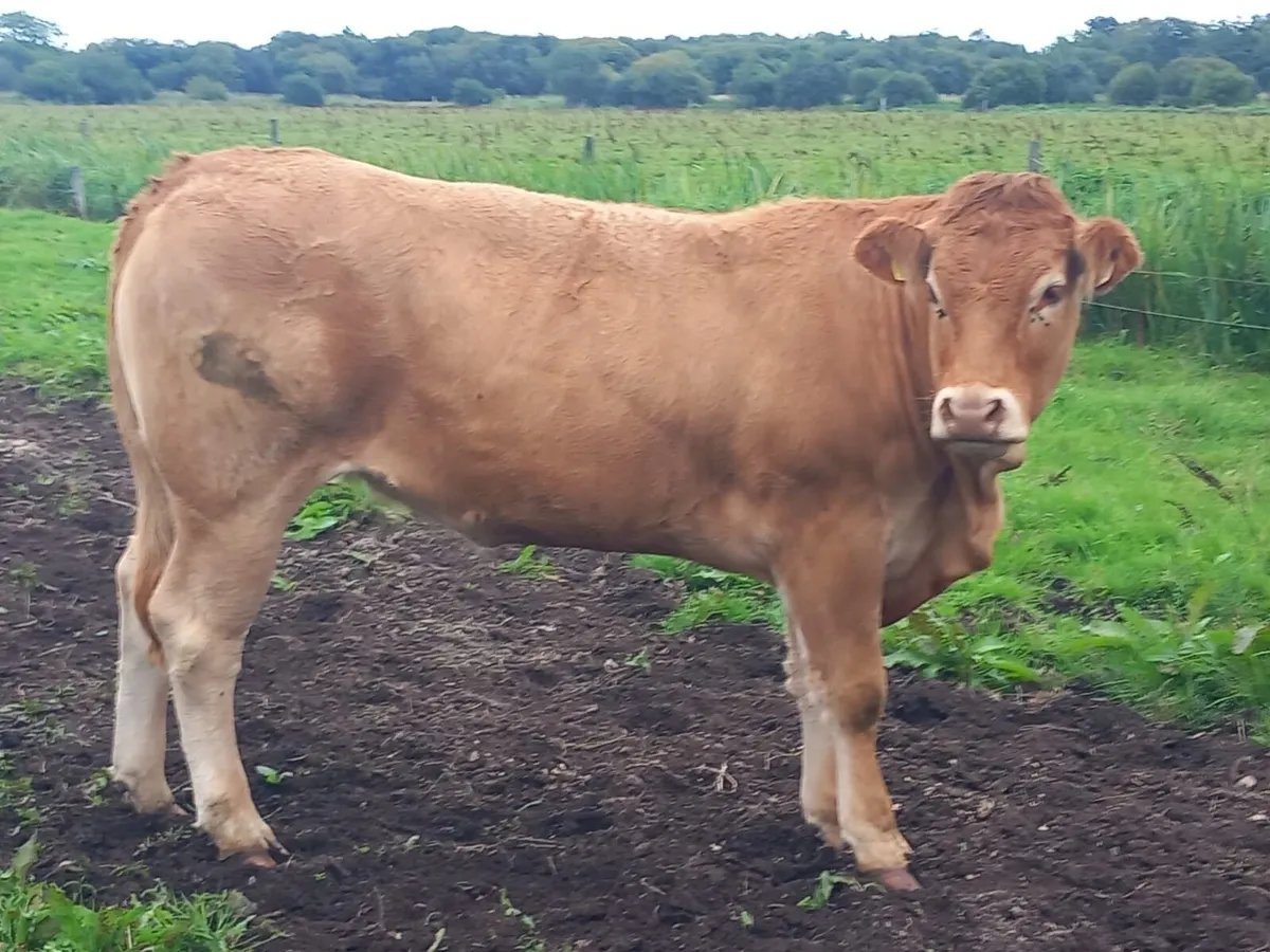 30 limousine incalf heifers - Image 1