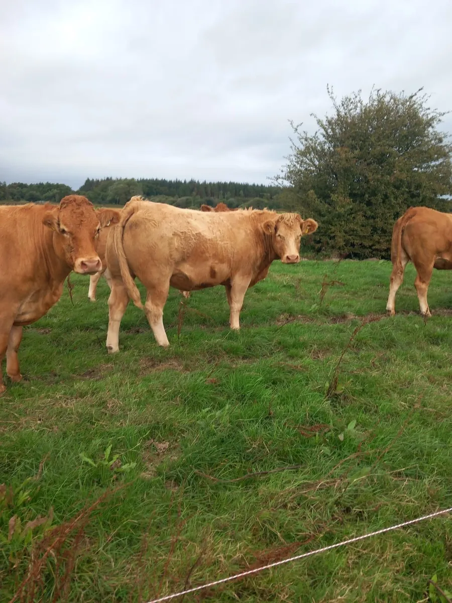 30 limousine incalf heifers - Image 3