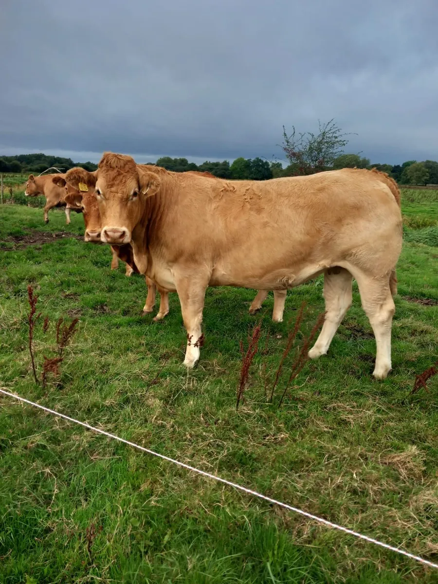 30 limousine incalf heifers - Image 4