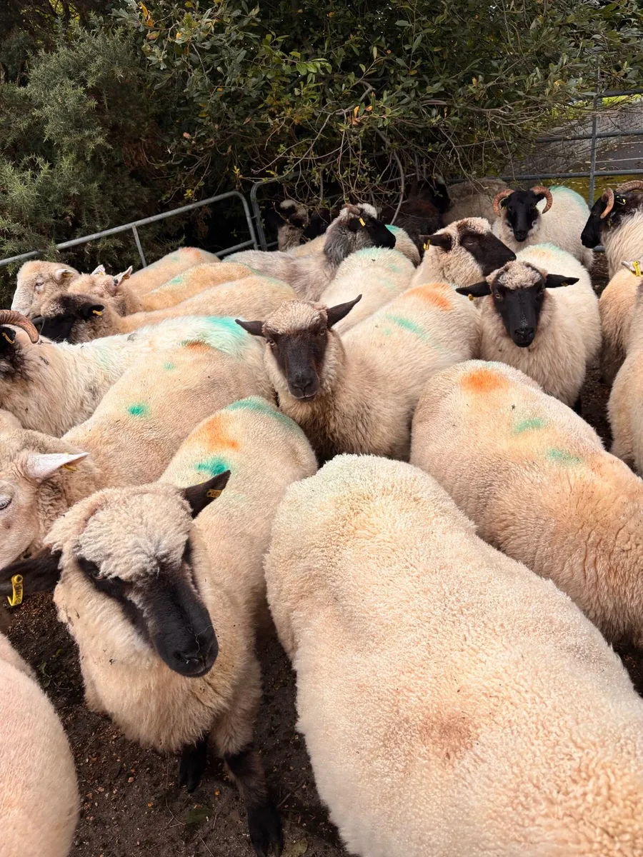 Hampshire and Dorset cross hoggets - Image 1