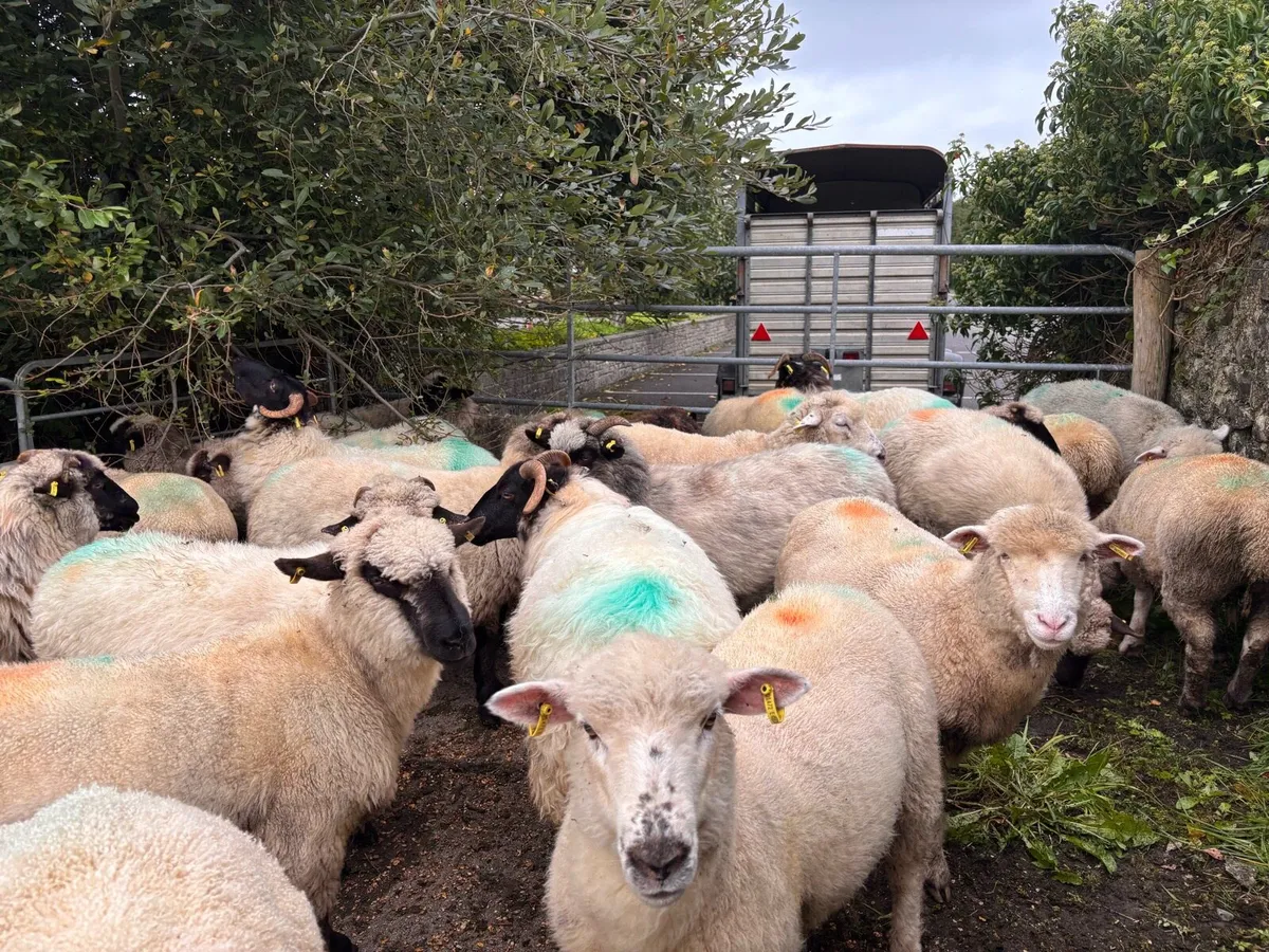 Hampshire and Dorset cross hoggets - Image 2