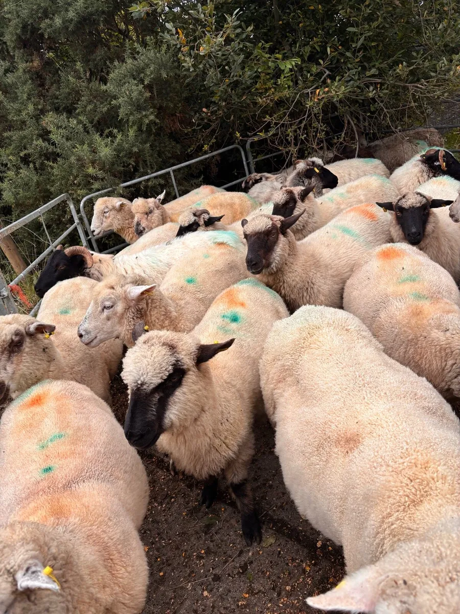 Hampshire and Dorset cross hoggets - Image 3