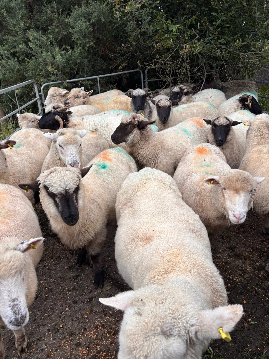 Hampshire and Dorset cross hoggets - Image 4