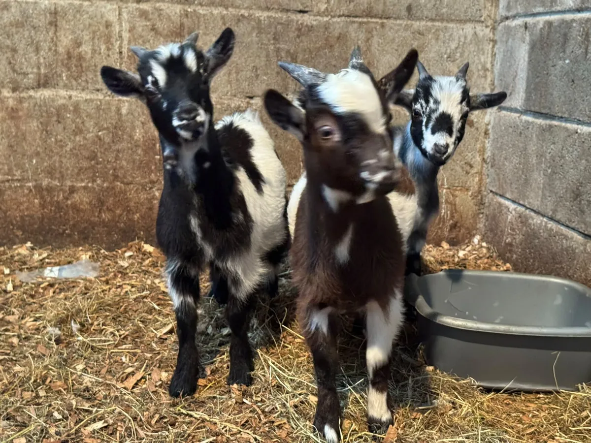Pygmy puc goat and his 3 male kid goats for sale - Image 2