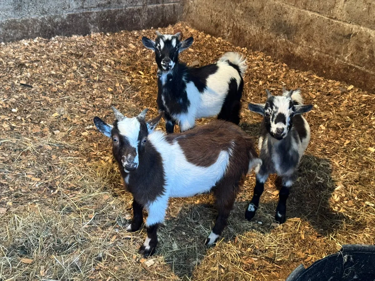 Pygmy puc goat and his 3 male kid goats for sale - Image 3