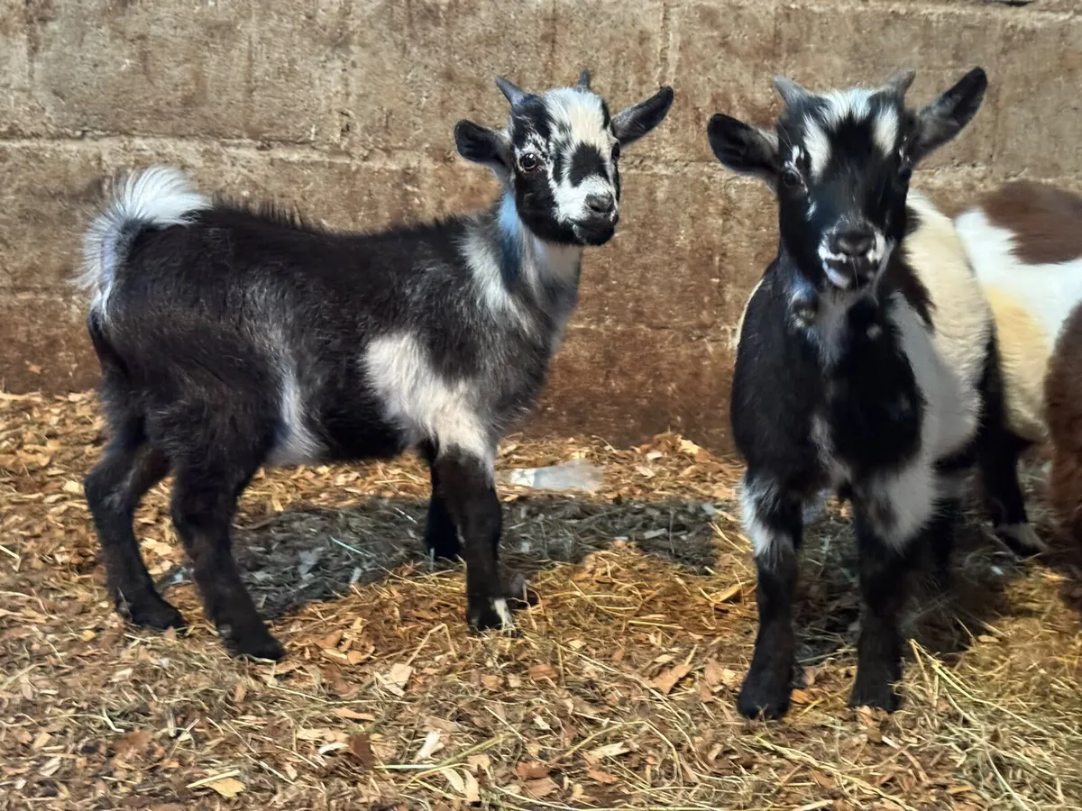 Pygmy puc goat and his 3 male kid goats for sale - Image 4