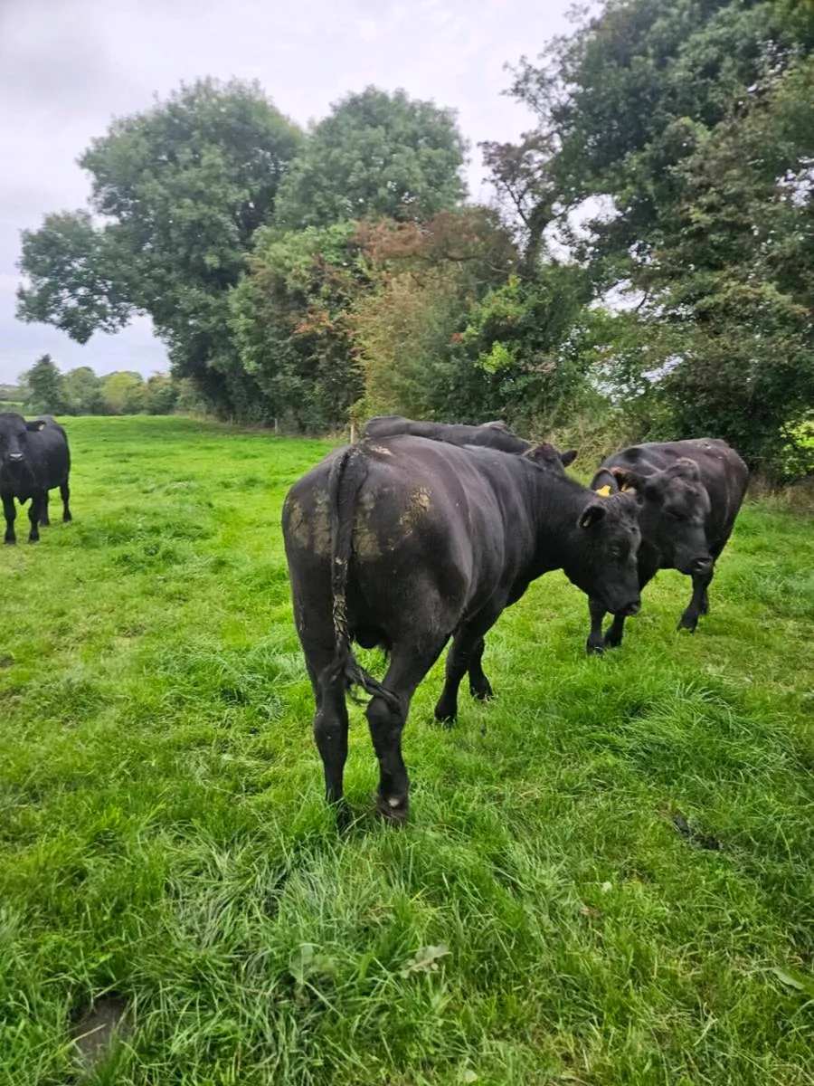 Aberdeen Angus bullocks - Image 3