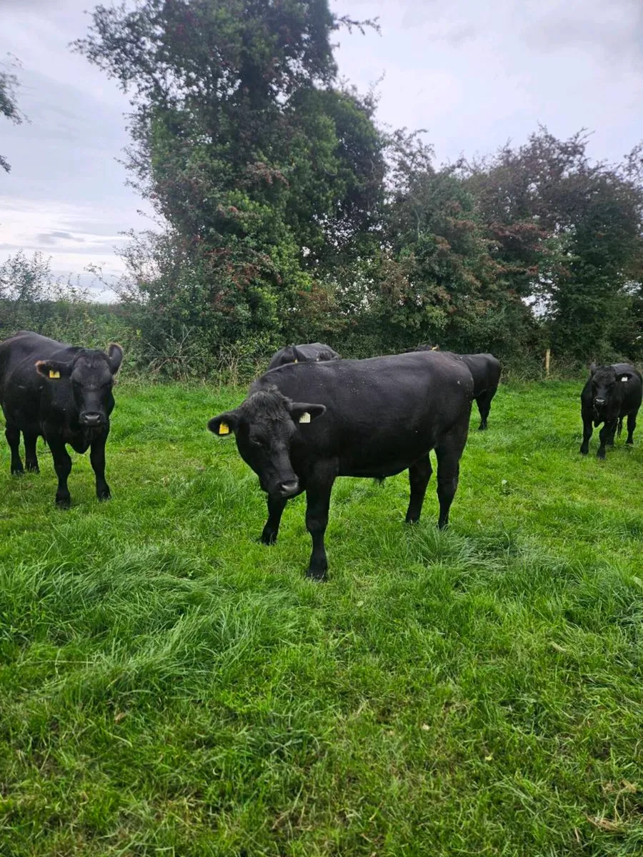 Aberdeen Angus bullocks - Image 4