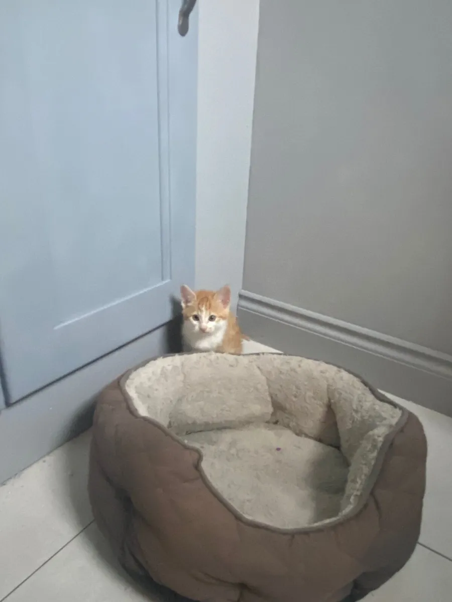 Kitten - Image 2