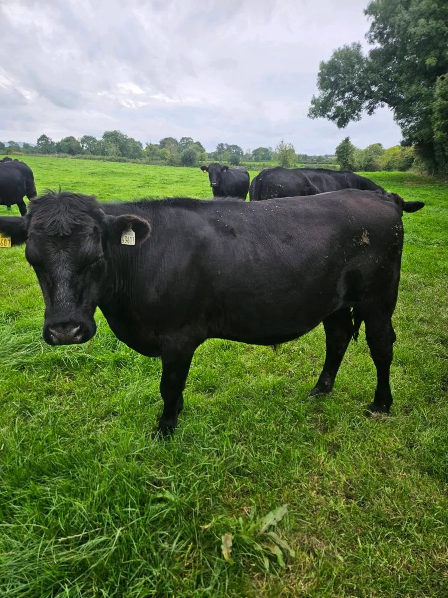 Aberdeen Angus bullocks - Image 1