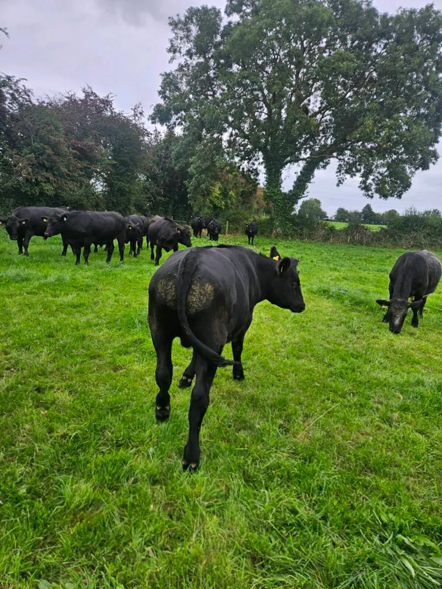 Aberdeen Angus bullocks - Image 2