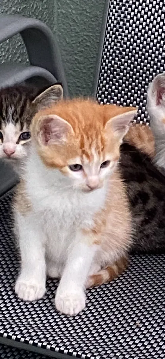 Kitten - Image 1