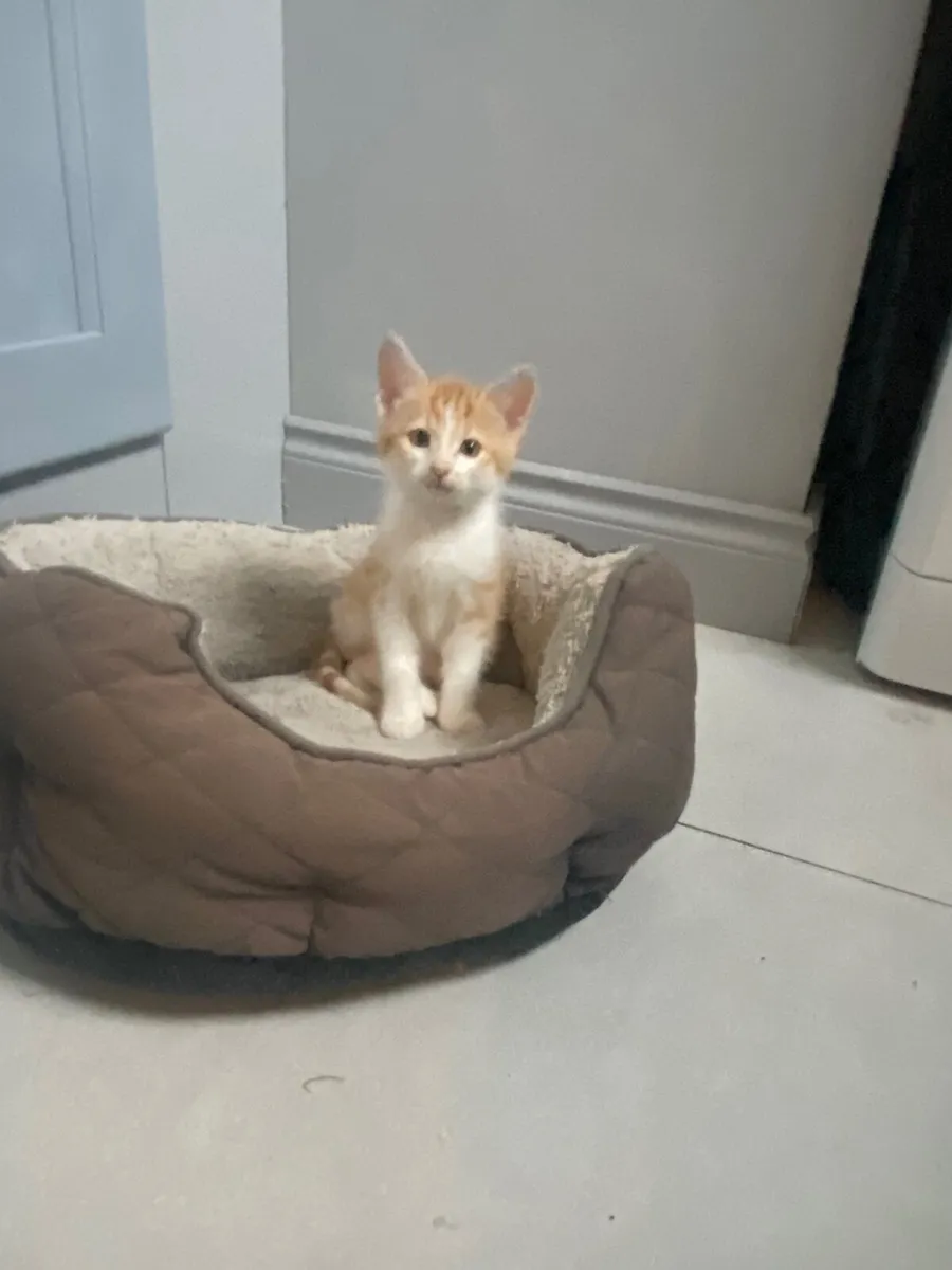 Kitten - Image 3
