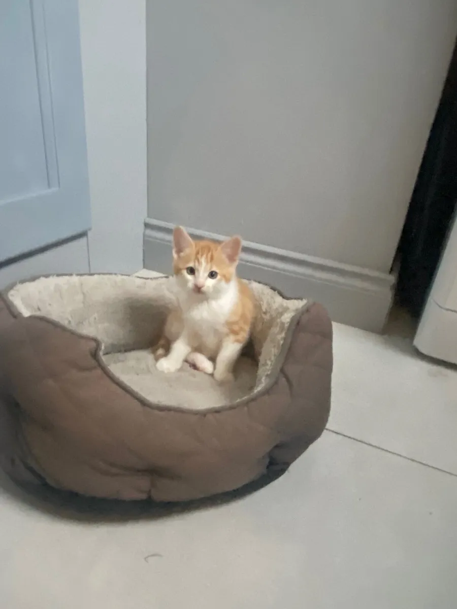 Kitten - Image 4