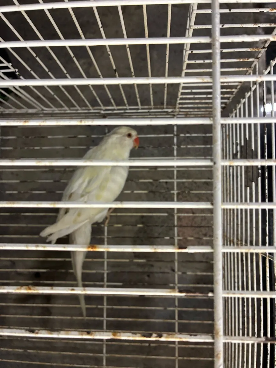 Birds - Image 1