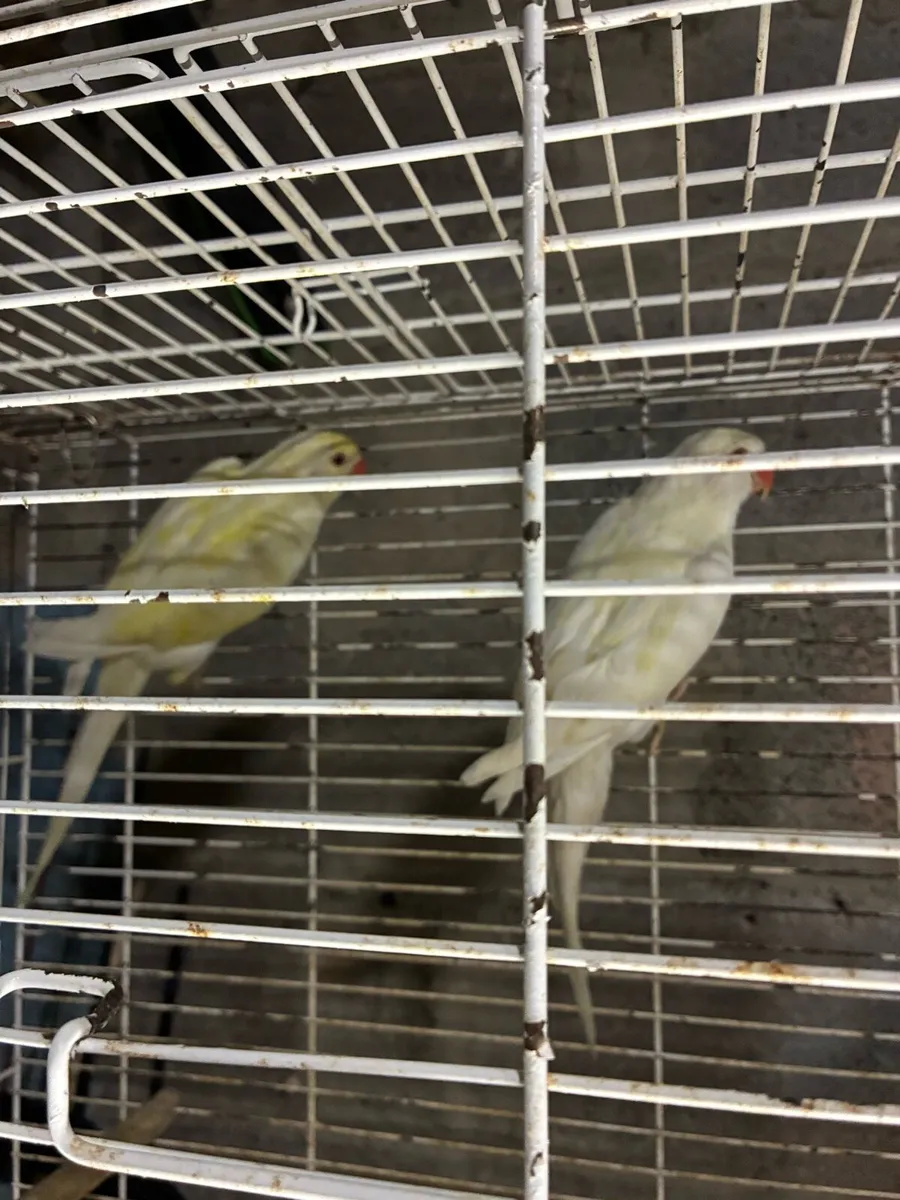 Birds - Image 3