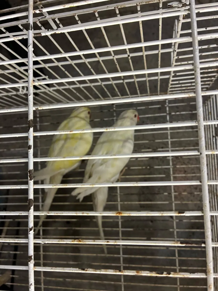 Birds - Image 2