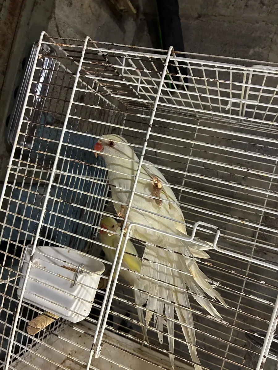 Birds - Image 4