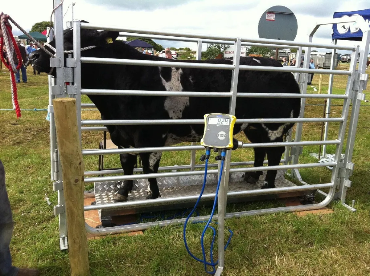 Cattle weighting service