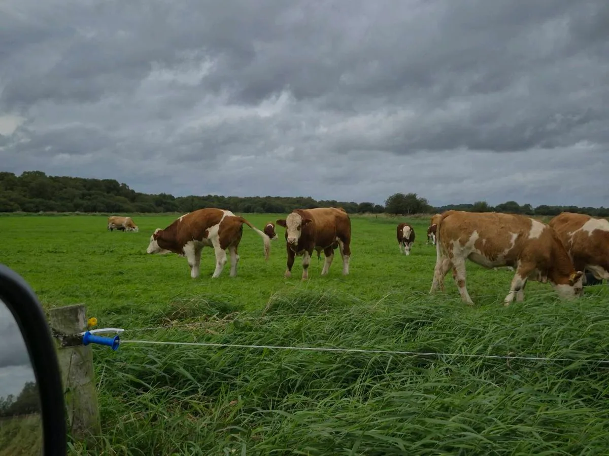 Pedigree Simmental bull - Image 2