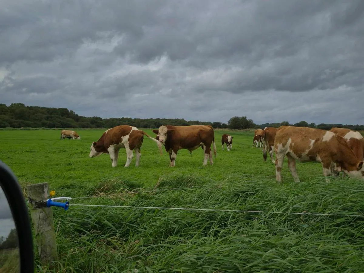 Pedigree Simmental bull - Image 3