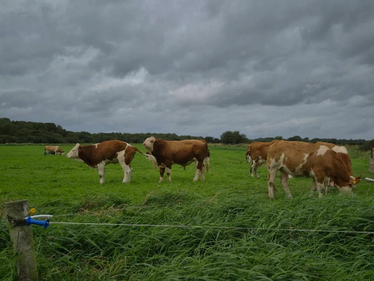 Pedigree Simmental bull - Image 4