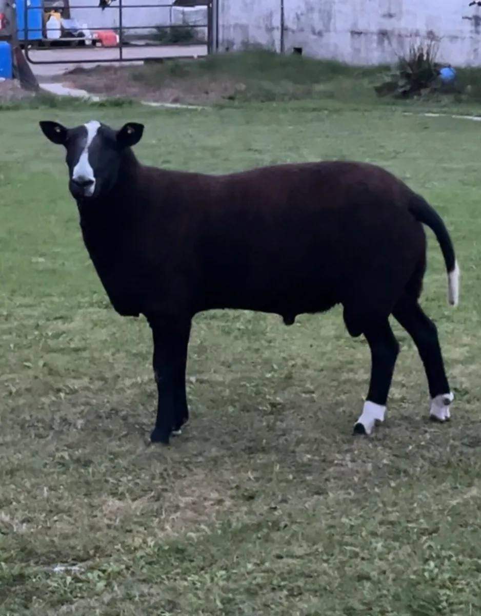 Pedigree Zwartbles Hogget Ram - Image 1
