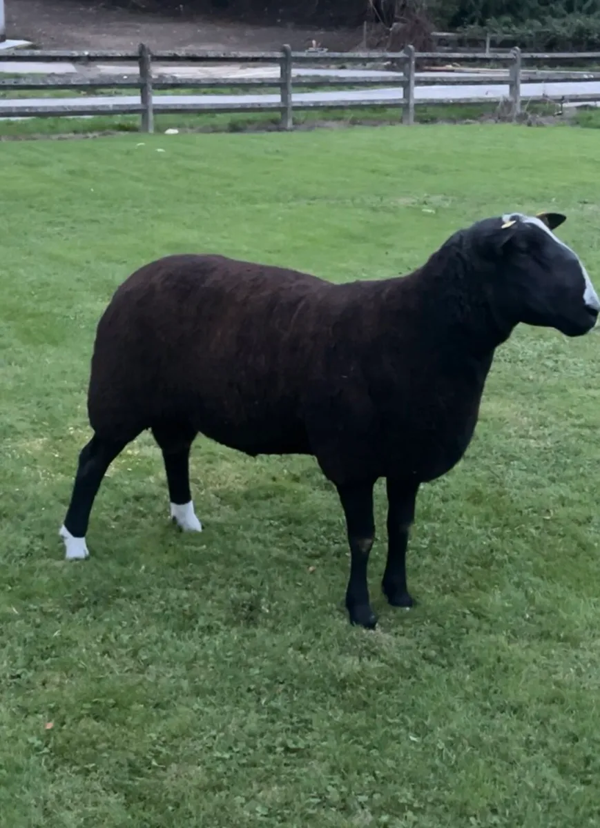 Pedigree Zwartbles Hogget Ram - Image 3