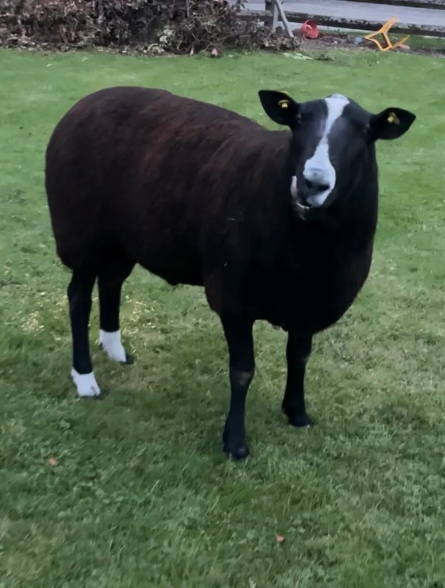 Pedigree Zwartbles Hogget Ram - Image 2