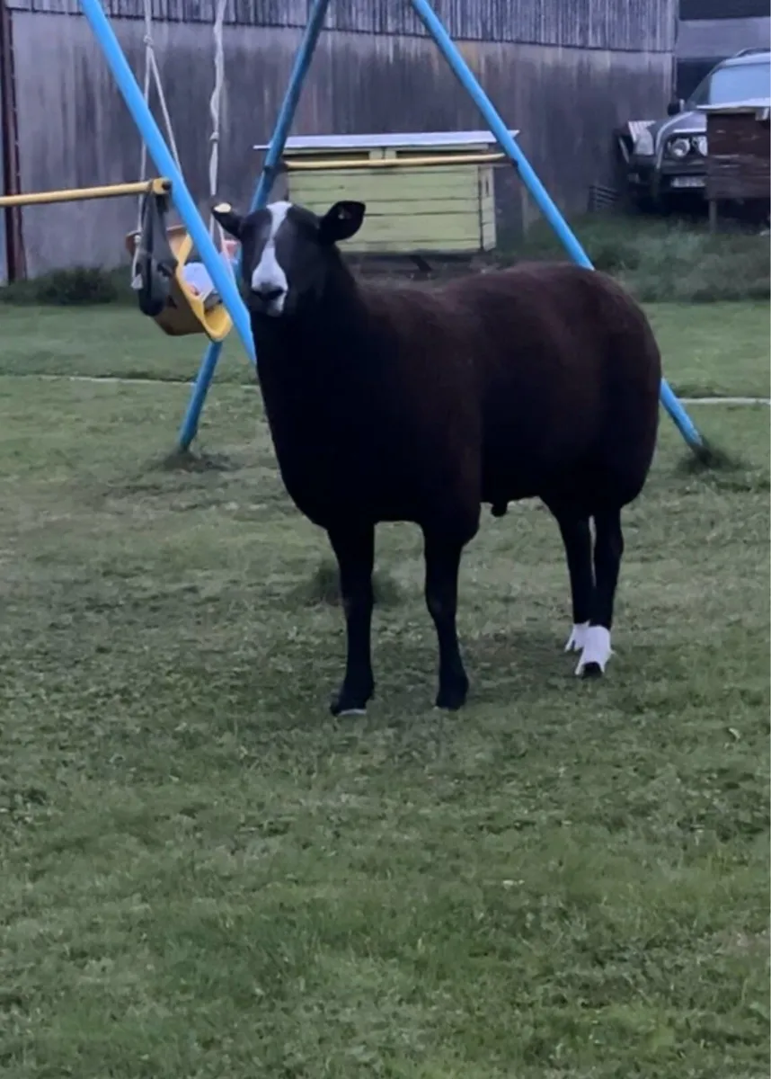 Pedigree Zwartbles Hogget Ram - Image 4