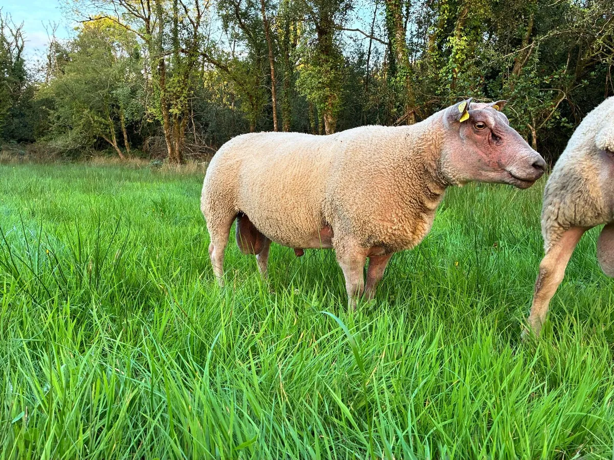 Rubex ram - Image 2