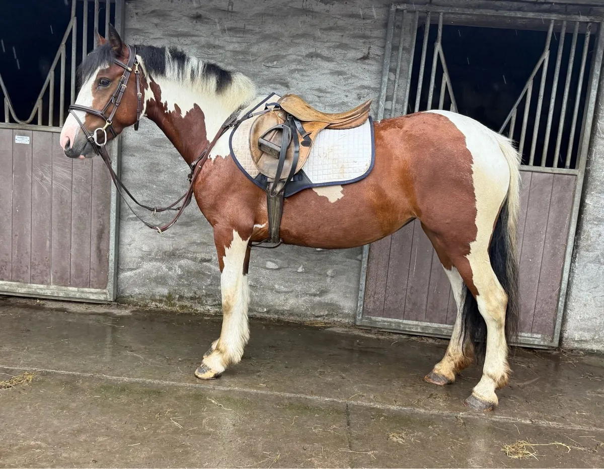 4 years old mare - Image 2