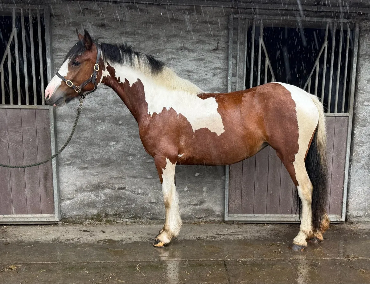 4 years old mare - Image 1