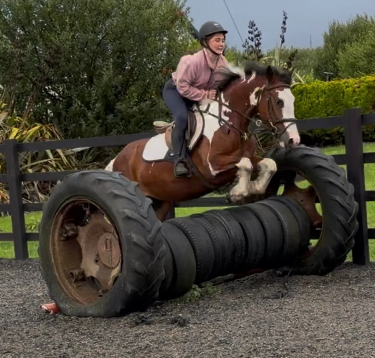 4 years old mare - Image 3