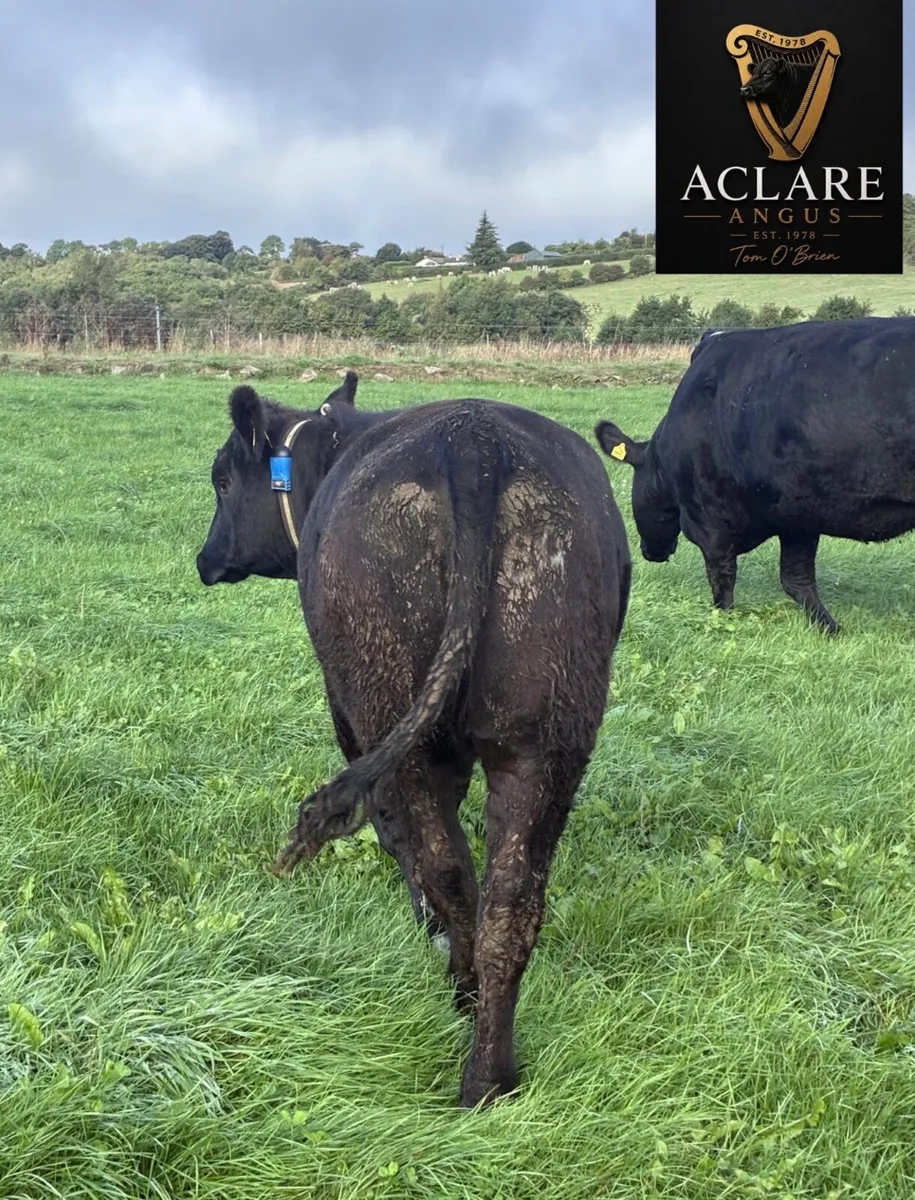Pedigree Angus Heifer - Image 4