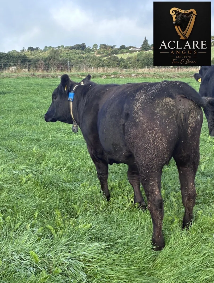 Pedigree Angus Heifer - Image 3