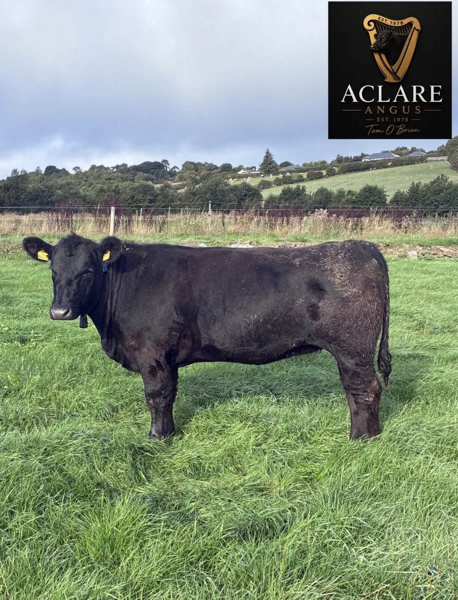 Pedigree Angus Heifer - Image 1