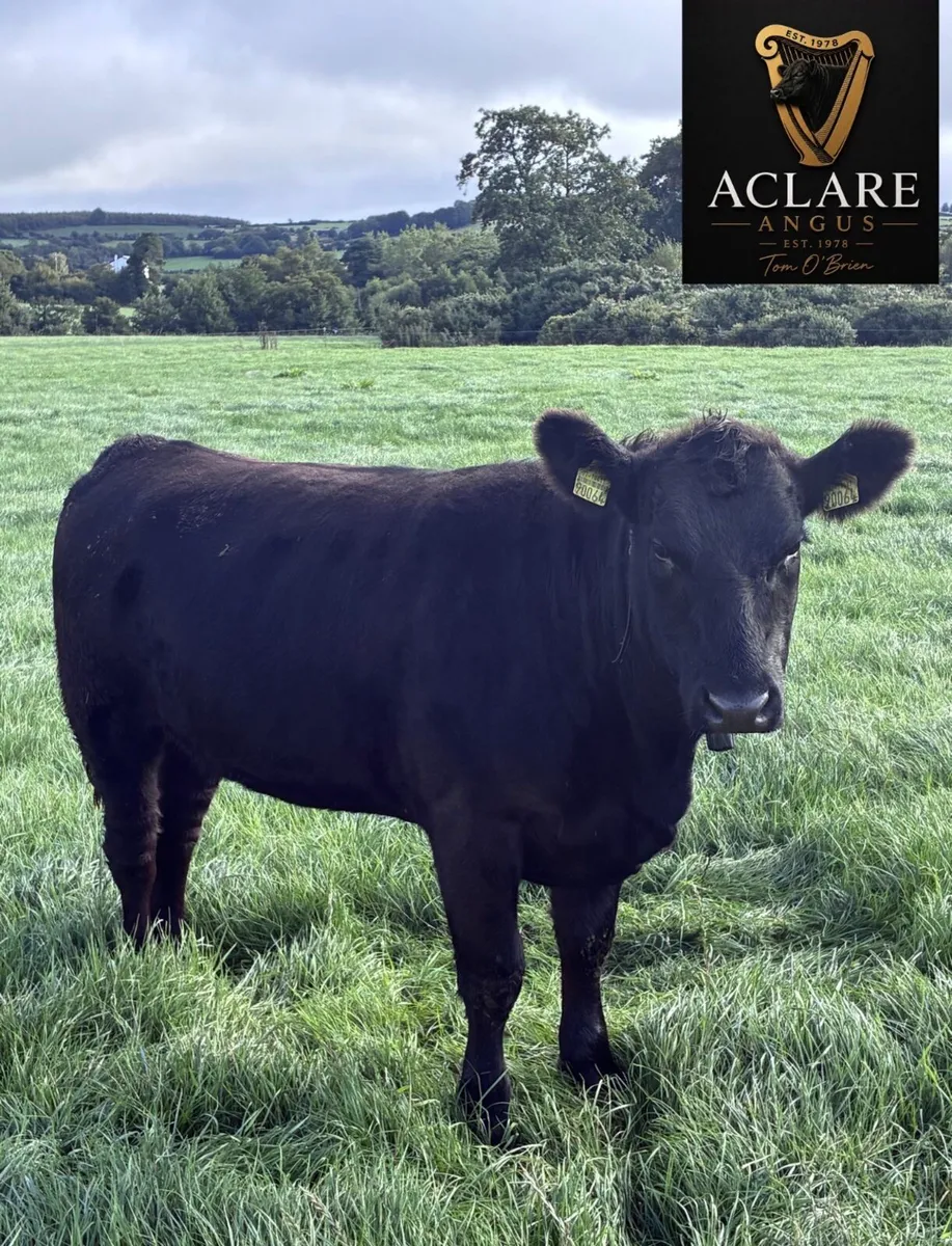 Pedigree Angus Heifer - Image 2