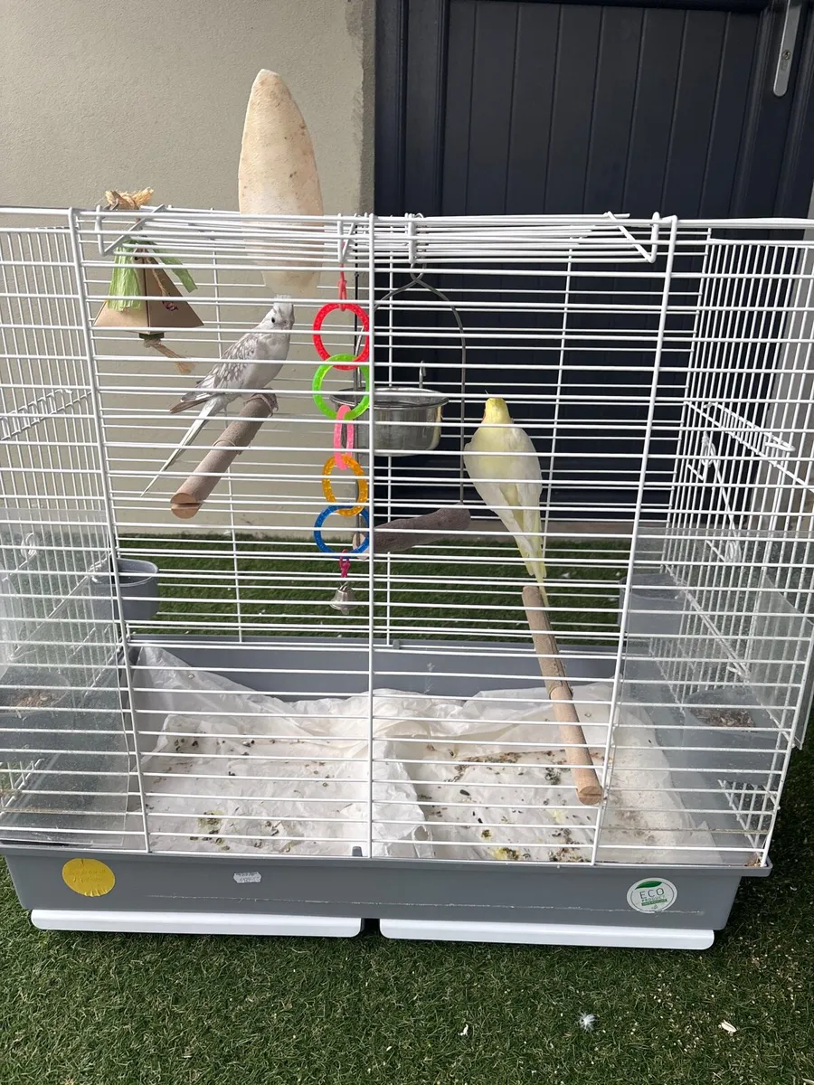 Cockatiels - Image 1
