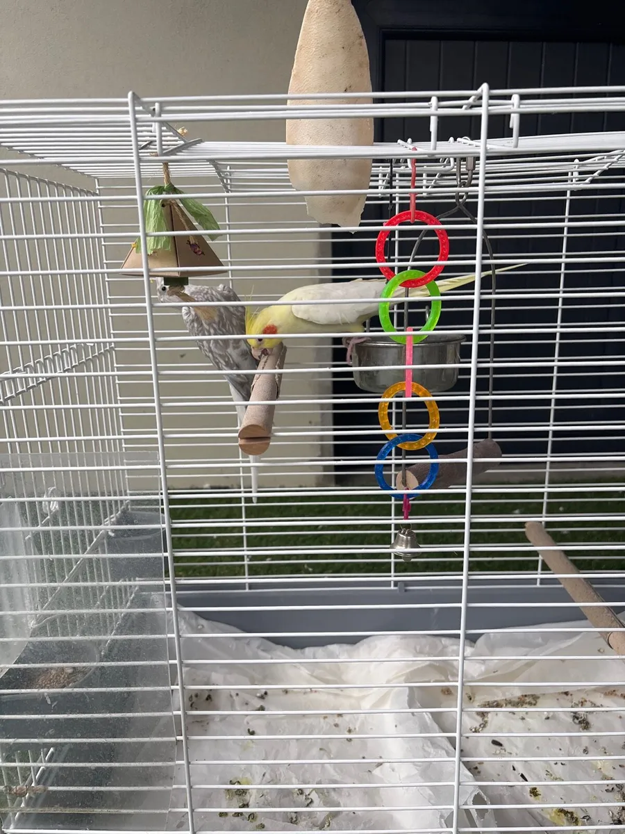 Cockatiels - Image 2