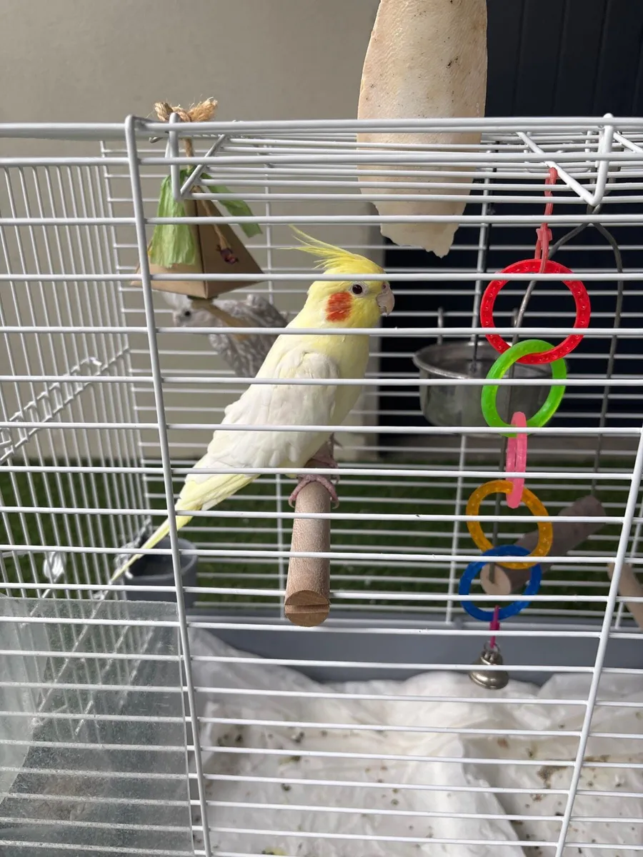 Cockatiels - Image 3