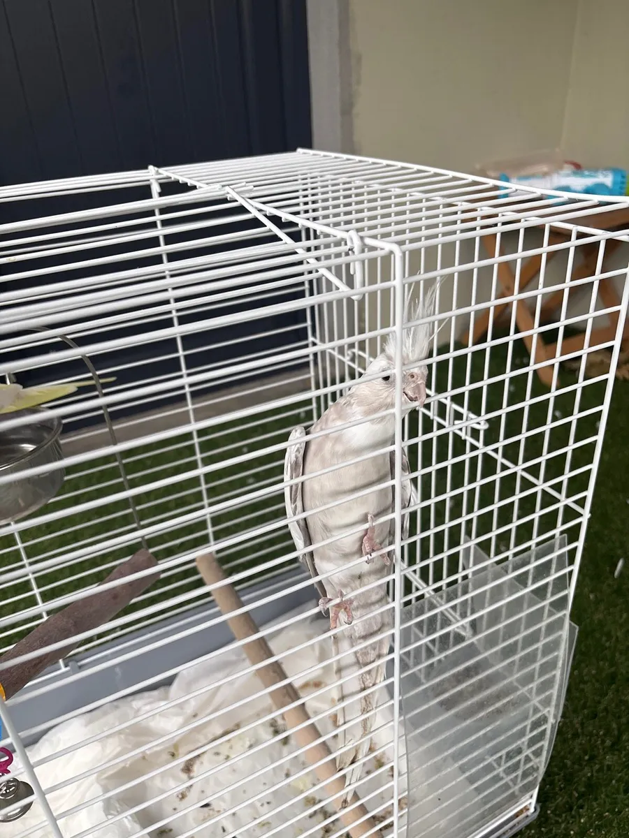 Cockatiels - Image 4